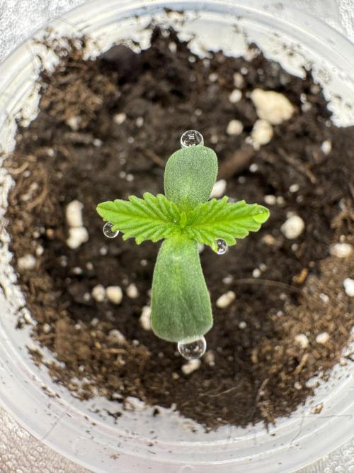 Lemon Cherry Blossoms. Week 2