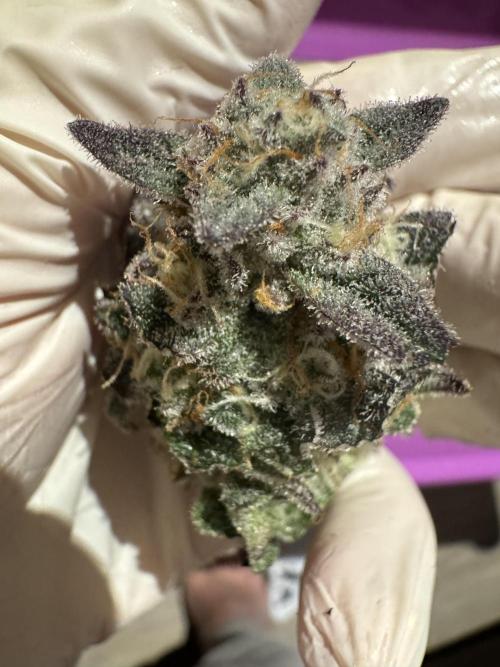 Rainbow Chimera. Week 14