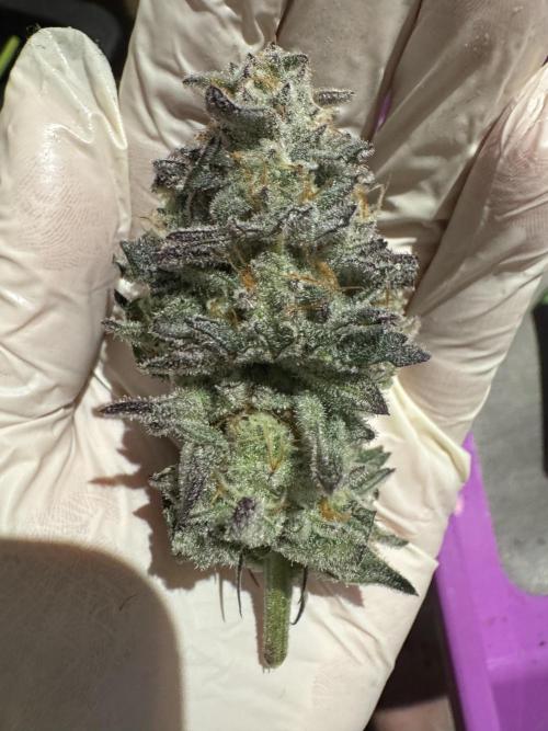 Rainbow Chimera. Week 14
