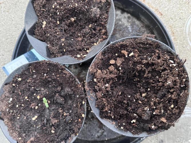 OG Kush. Week 1 - Hier kommen die kleinen Köpfe 