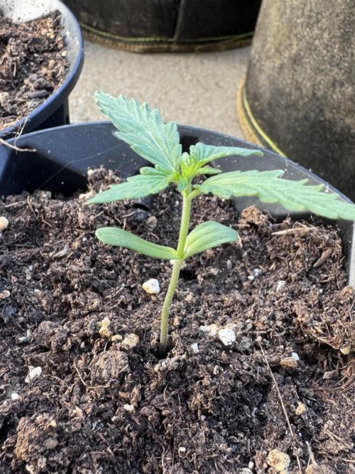 OG Kush. Week 2