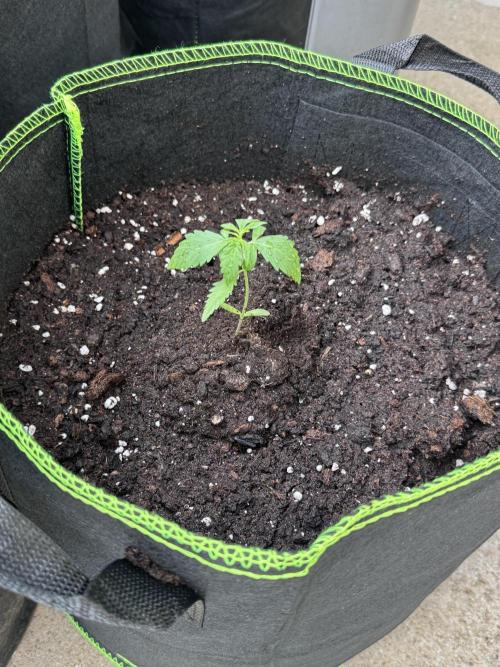 OG Kush. Week 3