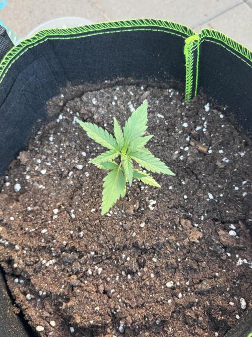 OG Kush. Week 3