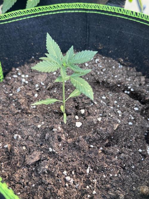 OG Kush. Week 3
