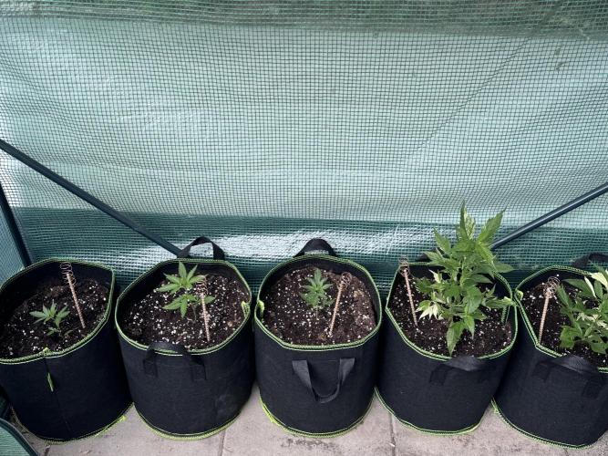 OG Kush. Week 4