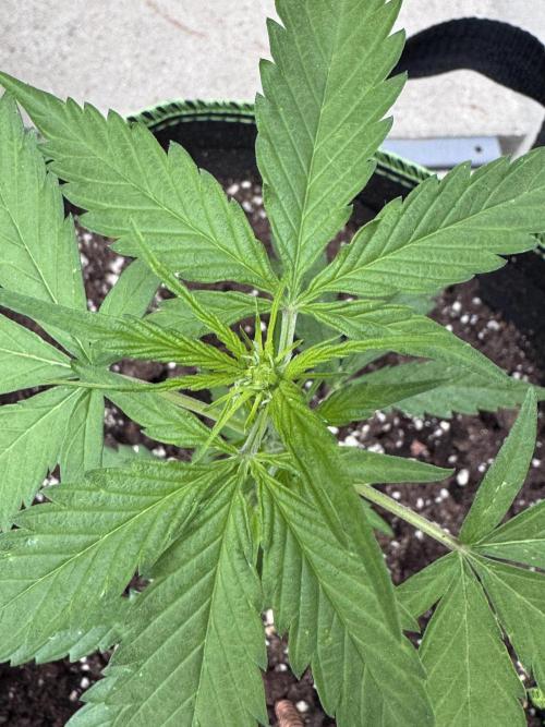 OG Kush. Week 5
