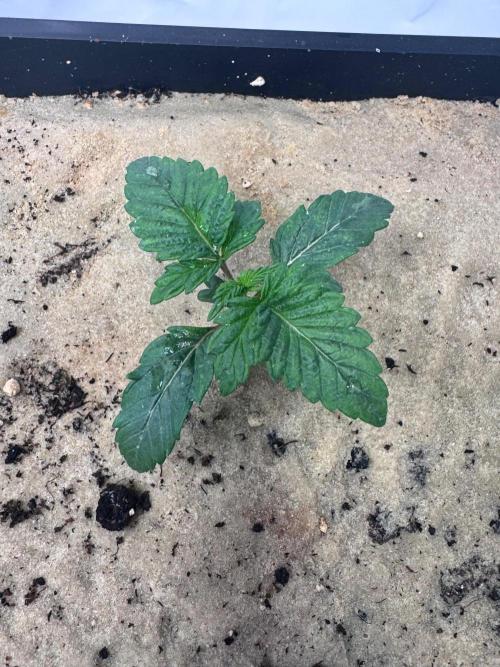 Blue Pearl. Week 3