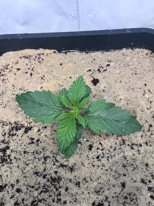 Blue Pearl. Week 3
