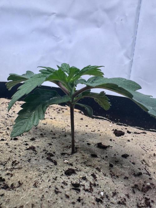 Blue Pearl . Week 3