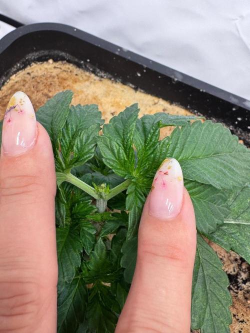 Blue Pearl. Week 3