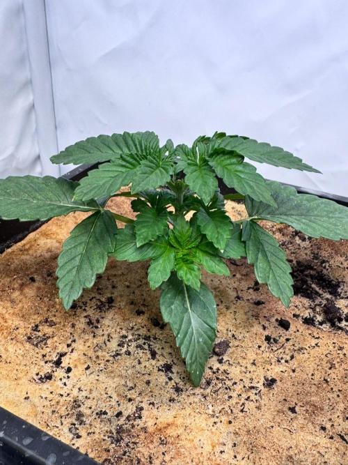 Blue Pearl. Week 3