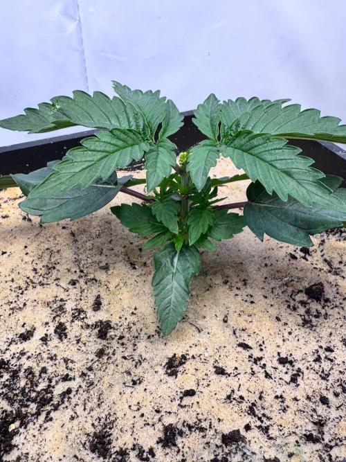 Blue Pearl. Week 3