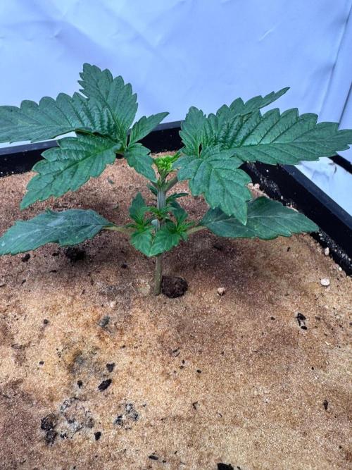 Blue Pearl. Week 3