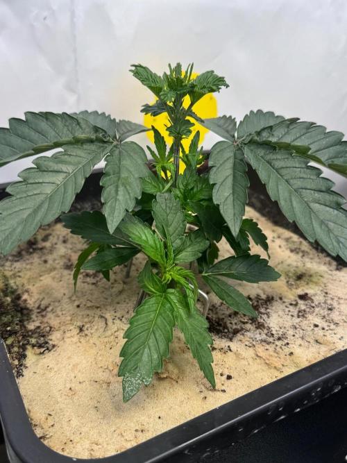 Blue Pearl. Week 4
