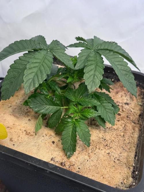 Blue Pearl. Week 4