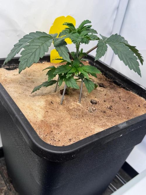 Blue Pearl. Week 4