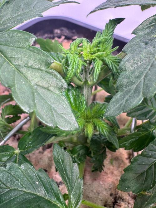 Blue Pearl. Week 4