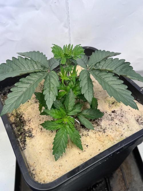 Blue Pearl . Week 4