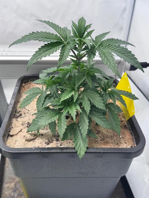Blue Pearl. Week 5