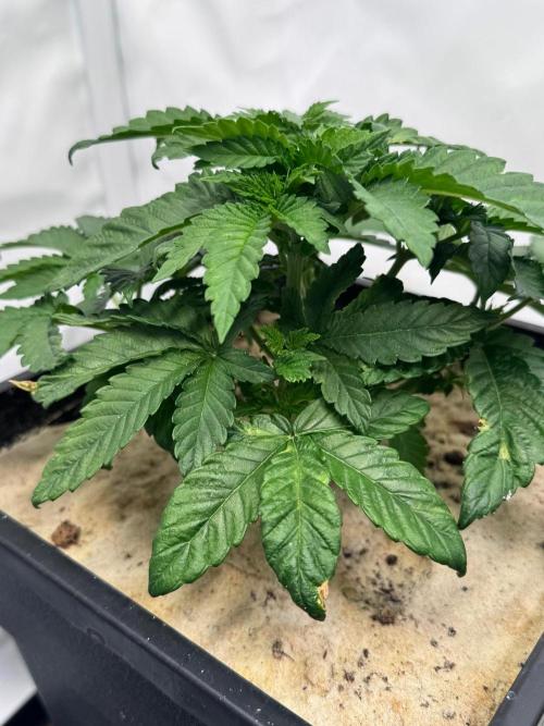Blue Pearl. Week 5