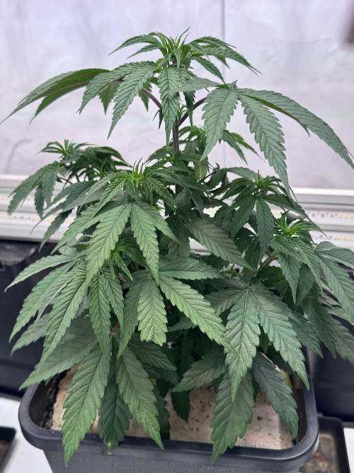 Blue Pearl. Week 6