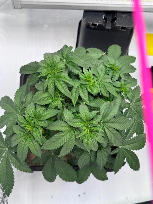 Blue Pearl. Week 6