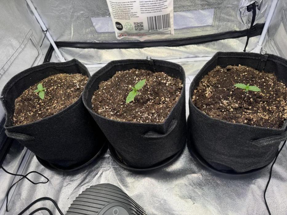 Forbitten Blueprint. Week 1