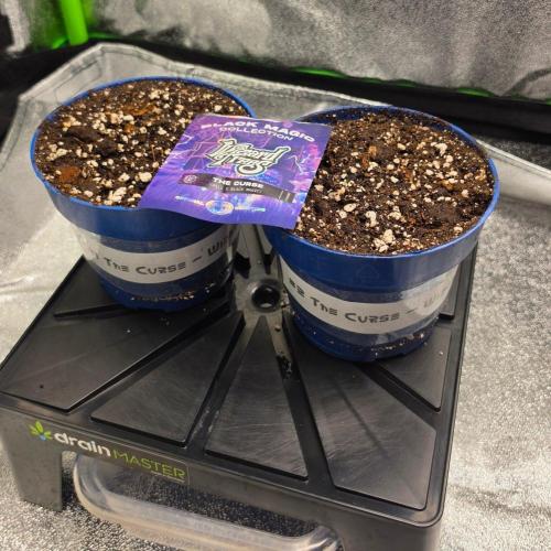 The Curse - Wizard Trees. Week 0
