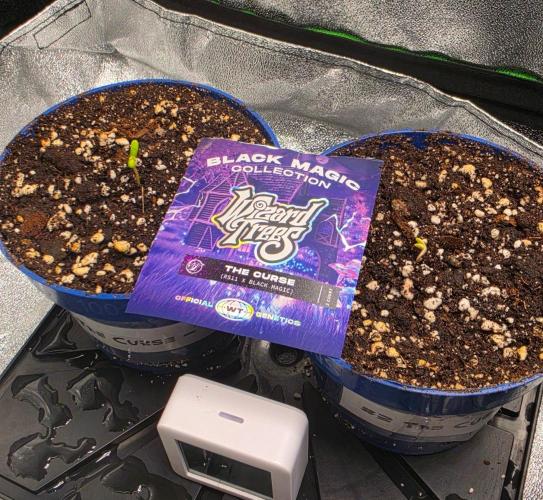 The Curse - Wizard Trees. Week 1 - Day 1 after broken through the surface