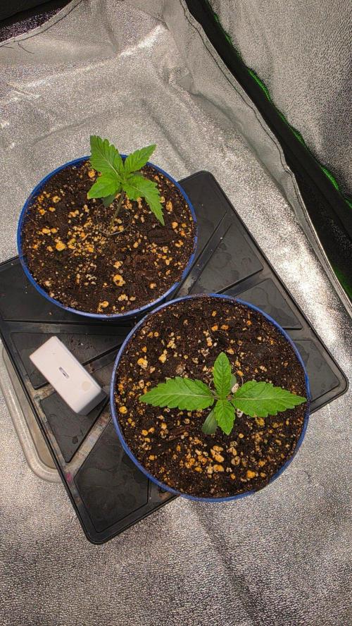 The Curse - Wizard Trees. Week 1 - Day 6 for "The Curse" (counting from when they first poked through the soil): I