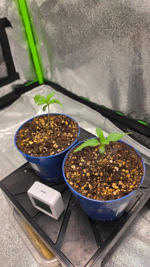 The Curse - Wizard Trees. Week 1 - Day 6 for "The Curse" (counting from when they first poked through the soil): I