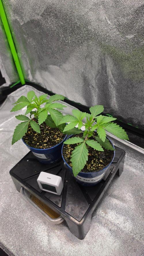 The Curse - Wizard Trees. Week 2 - 14 days old, end of Week 2 