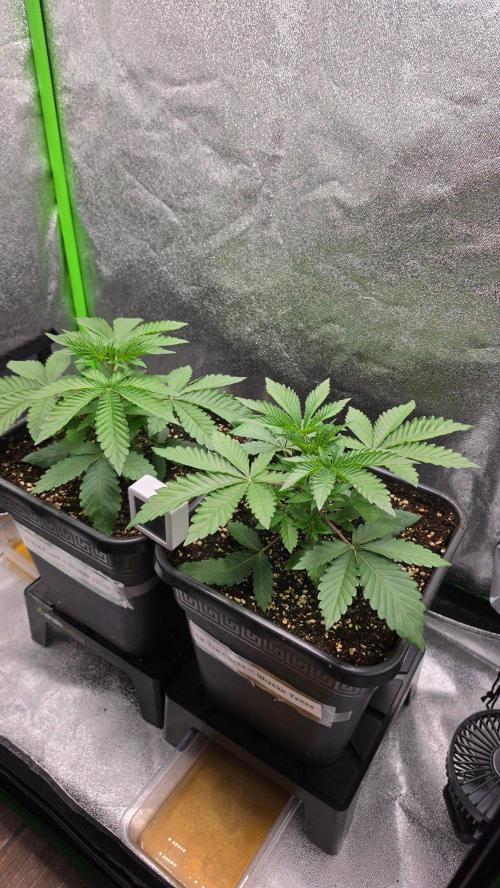 The Curse - Wizard Trees. Week 3 - Day 20 