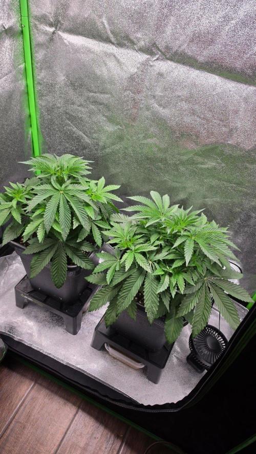 The Curse - Wizard Trees. Week 4 - Day 27