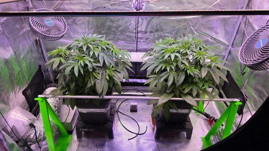 The Curse - Wizard Trees. Week 5 - Day 34