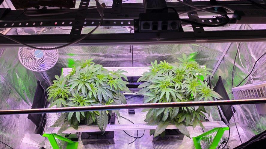 The Curse - Wizard Trees. Week 5 - Day 34