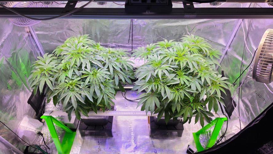 The Curse - Wizard Trees. Week 6 - Day 41 before defoliation