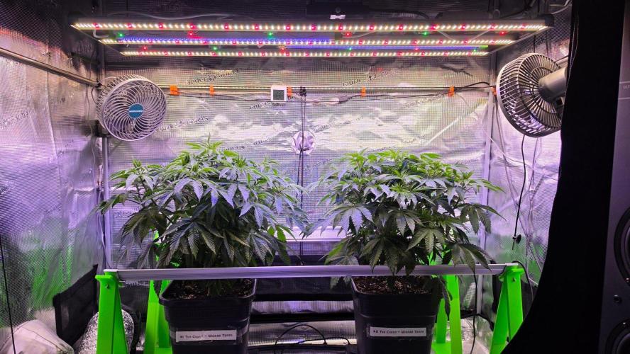 The Curse - Wizard Trees. Week 6 - Day 41 before defoliation