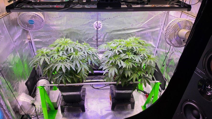 The Curse - Wizard Trees. Week 6 - Day 41 before defoliation