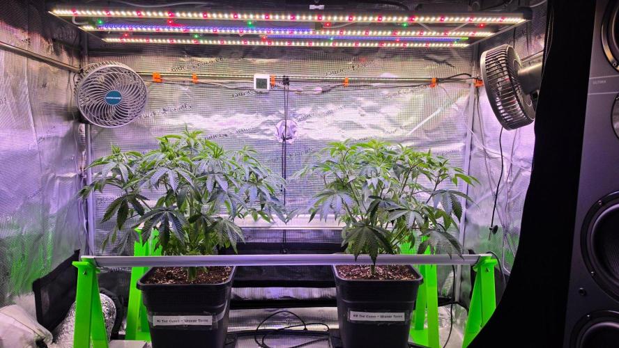 The Curse - Wizard Trees. Week 6 - Day 41 after defoliation