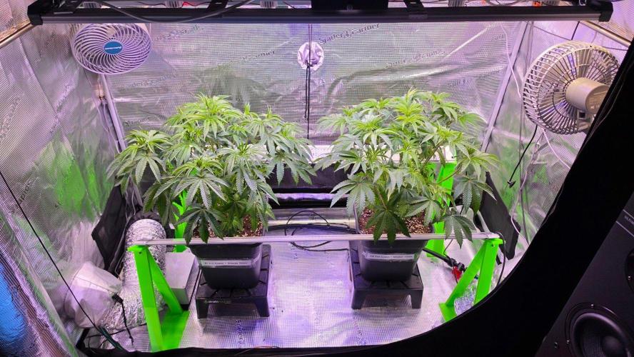 The Curse - Wizard Trees. Week 6 - Day 41 after defoliation
