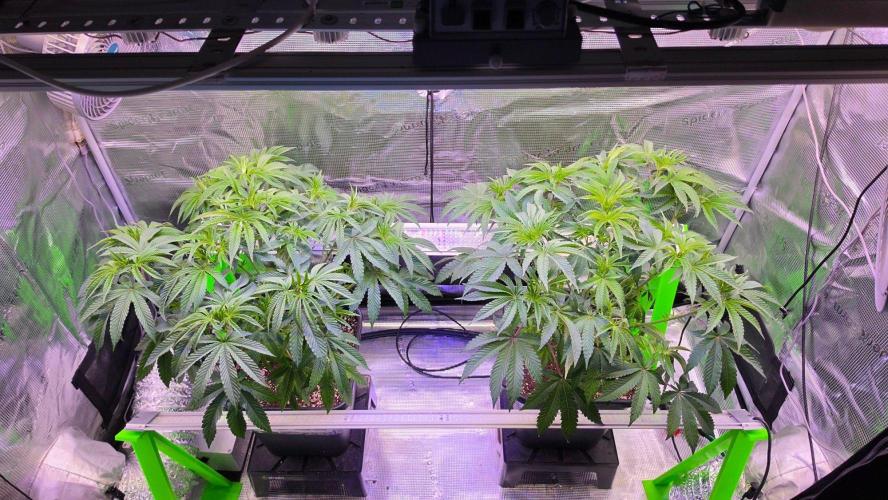 The Curse - Wizard Trees. Week 6 - Day 41 after defoliation