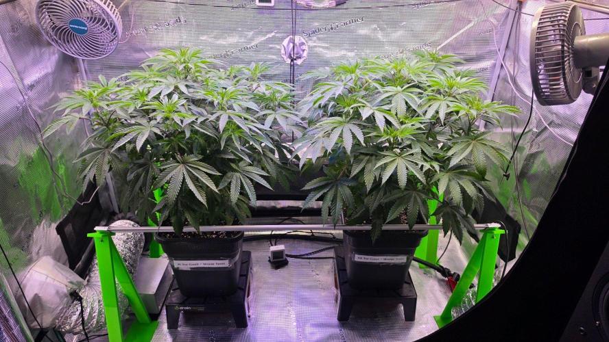 The Curse - Wizard Trees. Week 7 - Flower Day 5