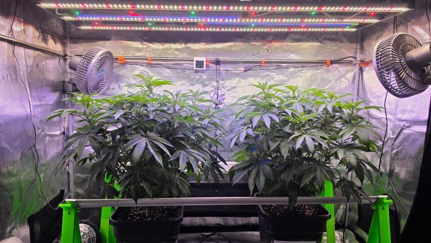 The Curse - Wizard Trees. Week 7 - Flower Day 5