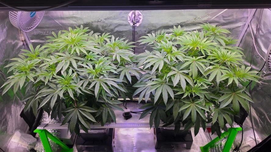 The Curse - Wizard Trees. Week 7 - Flower Day 5