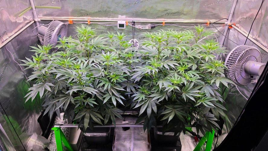 The Curse - Wizard Trees. Week 8 - Flower Day 12