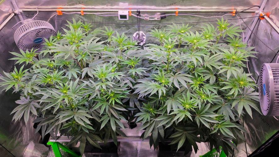 The Curse - Wizard Trees. Week 8 - Flower Day 12