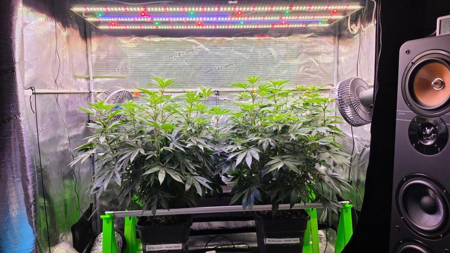 The Curse - Wizard Trees. Week 8 - Flower Day 12