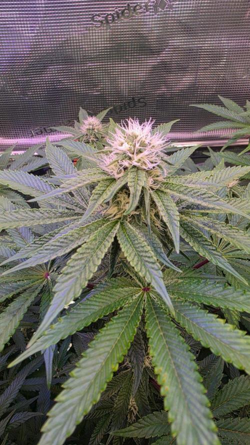 The Curse - Wizard Trees. Week 10 - Day 26 of flower