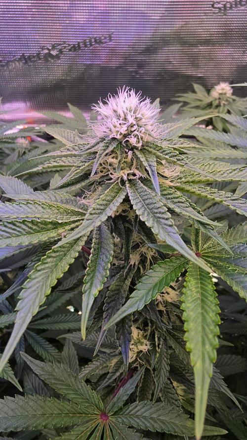 The Curse - Wizard Trees. Week 10 - Day 26 of flower